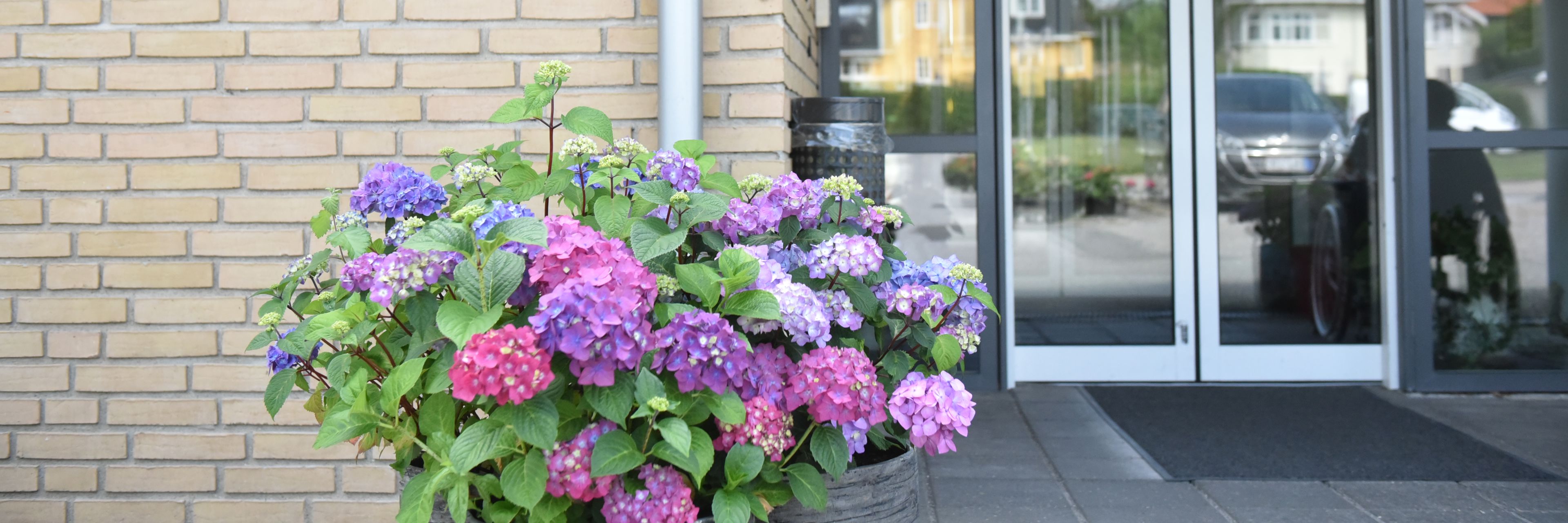Blomster på Solbakken