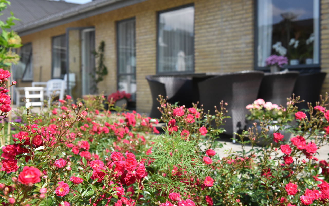 Blomster på Solbakken