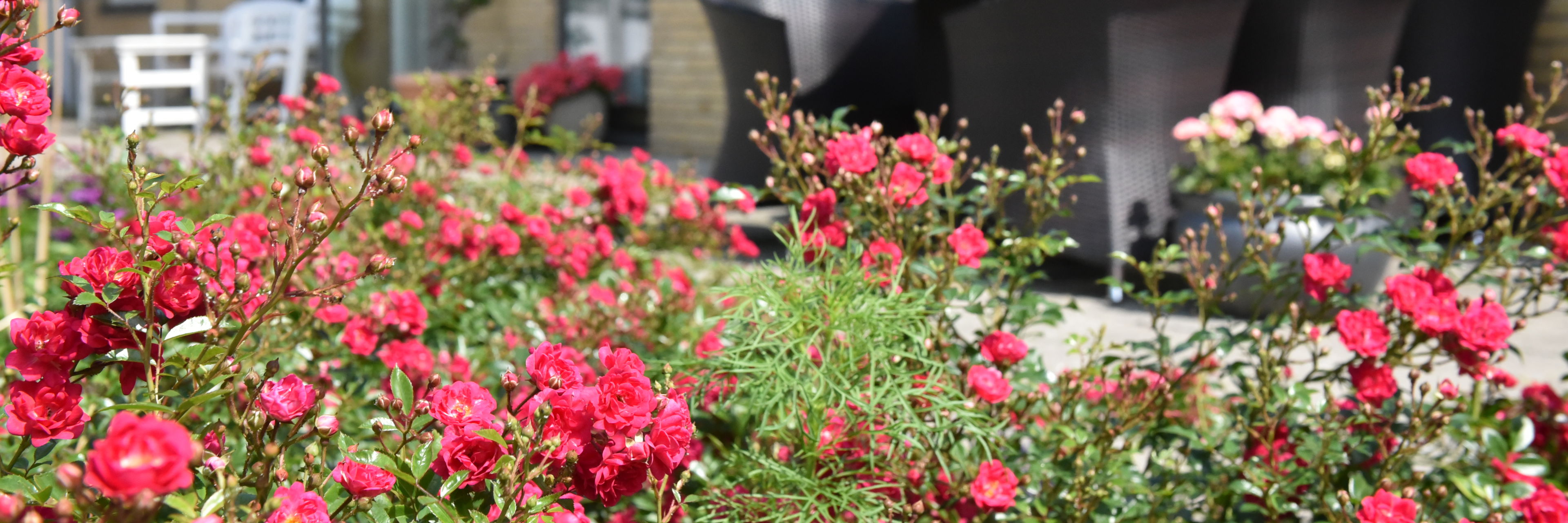 Blomster på Solbakken