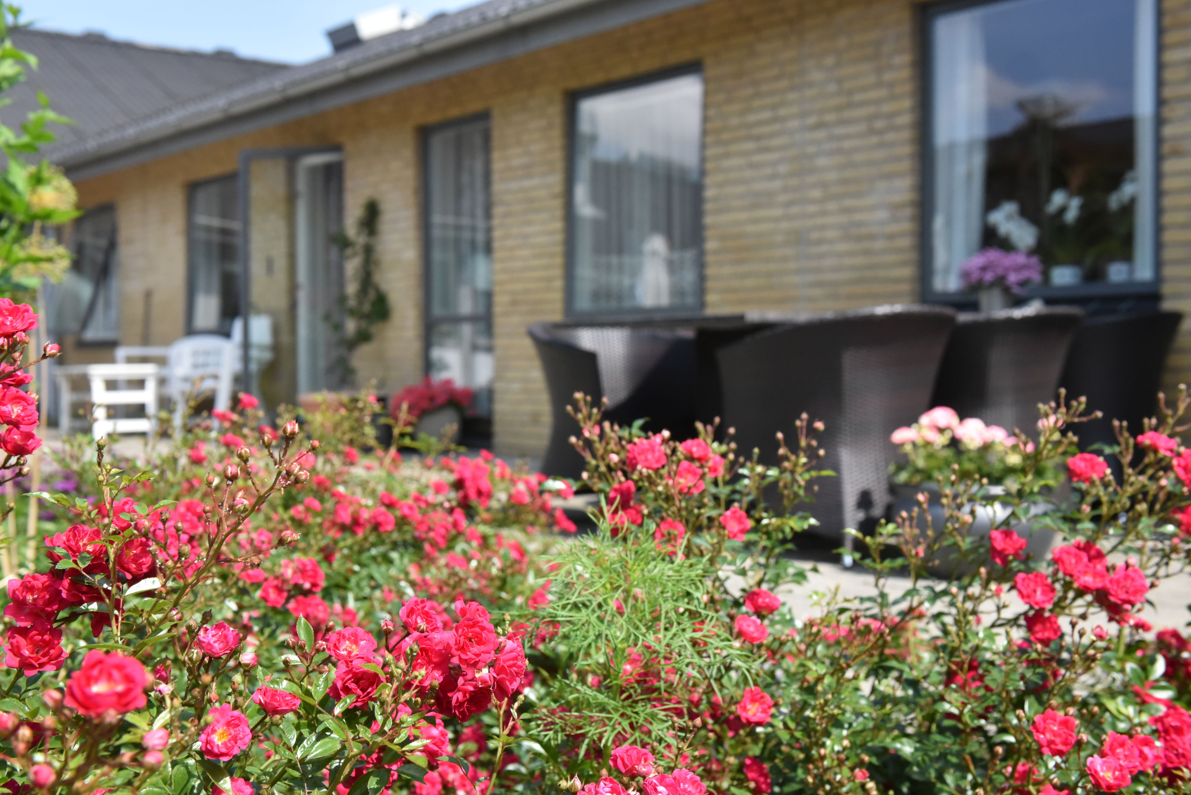 Blomster på Solbakken